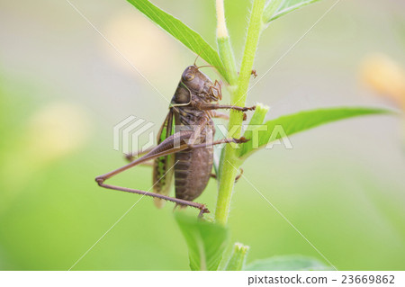 Grasshopper Grasshopper 23669862