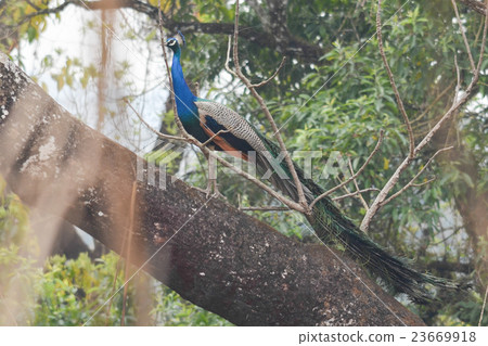indian peafowl is walking in grass indian peafowl is walking in grass 23669918