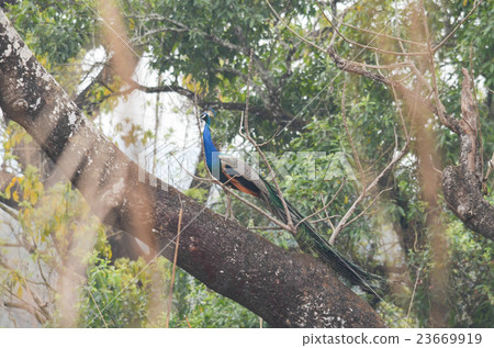 indian peafowl is walking in grass indian peafowl is walking in grass 23669919