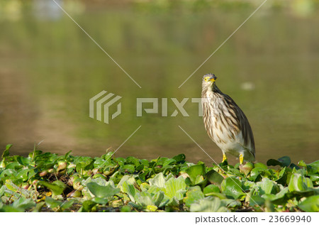 indian pond heron is walking on the plant indian pond heron is walking on the plant 23669940
