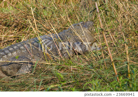 crocodile are semiaquatic and tend to congregate  23669941