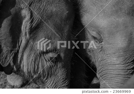 elephant live in village with people in nepal elephant live in village with people in nepal 23669969