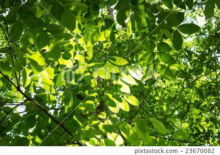 GREEN LEAF BACKGROUND. GREEN LEAF BACKGROUND. 23670082