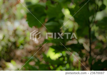 BOKEH GREEN BACKGROUND BOKEH GREEN BACKGROUND 23670087