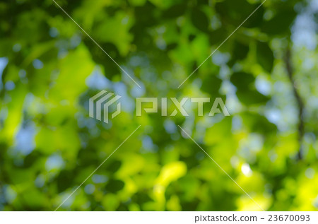 BOKEH GREEN BACKGROUND BOKEH GREEN BACKGROUND 23670093
