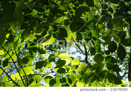 GREEN LEAF BACKGROUND. GREEN LEAF BACKGROUND. 23670095