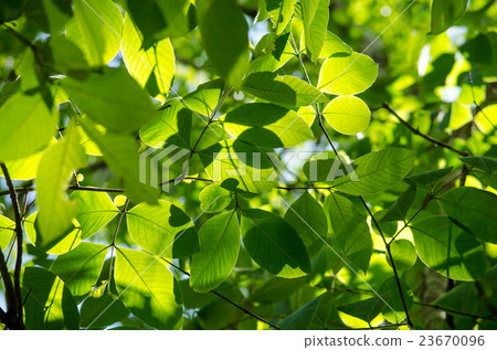 GREEN LEAF BACKGROUND. GREEN LEAF BACKGROUND. 23670096