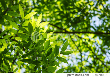 GREEN LEAF BACKGROUND. GREEN LEAF BACKGROUND. 23670098