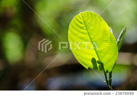 GREEN LEAF BACKGROUND. GREEN LEAF BACKGROUND. 23670099