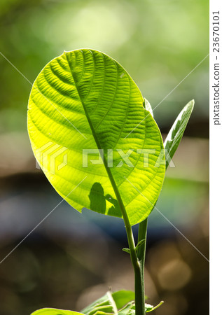 GREEN LEAF BACKGROUND. 23670101