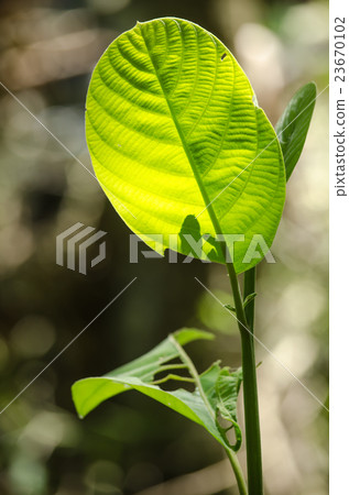 GREEN LEAF BACKGROUND. GREEN LEAF BACKGROUND. 23670102