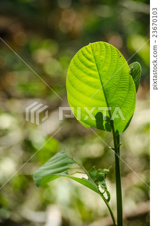 GREEN LEAF BACKGROUND. 23670103