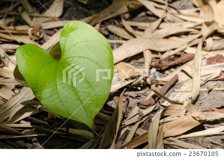 GREEN LEAF BACKGROUND. GREEN LEAF BACKGROUND. 23670105