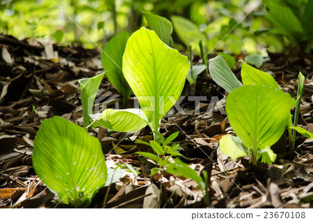 GREEN LEAF BACKGROUND. 23670108
