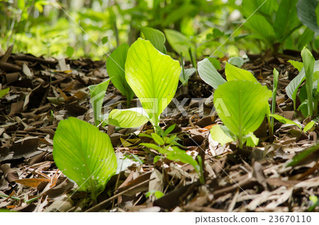 GREEN LEAF BACKGROUND. GREEN LEAF BACKGROUND. 23670110