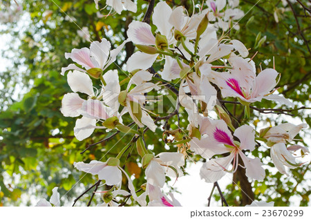 Bauhinia variegata flower 23670299