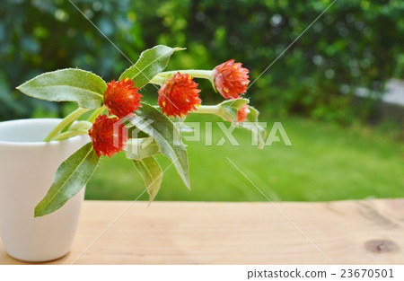 草莓園 草莓園 23670501