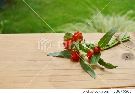 草莓園 草莓園 23670503