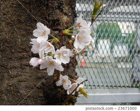 Sakura Sakura 23671000