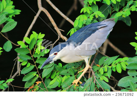 Black crowned Night Heron at hk Black crowned Night Heron at hk 23671092