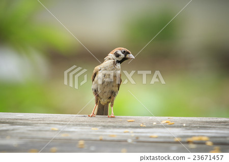 eurasian sparrow and paddy in mouth 23671457