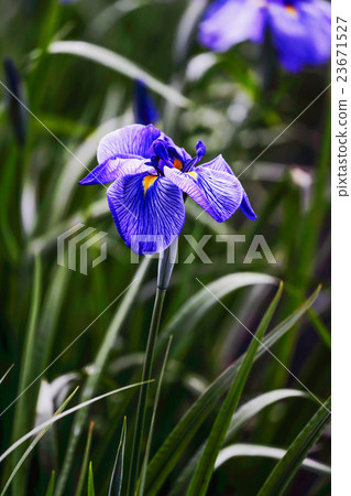 Iris 23671527