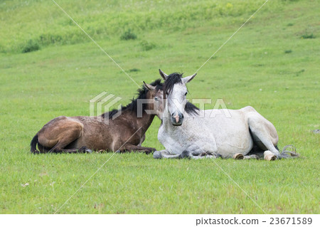 牧場馬 23671589