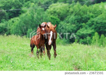 Ranch horse Ranch horse 23671591