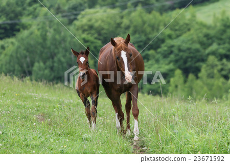 Ranch horse 23671592