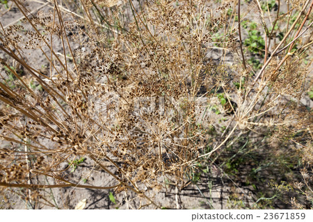 ripe yellow dill ripe yellow dill 23671859