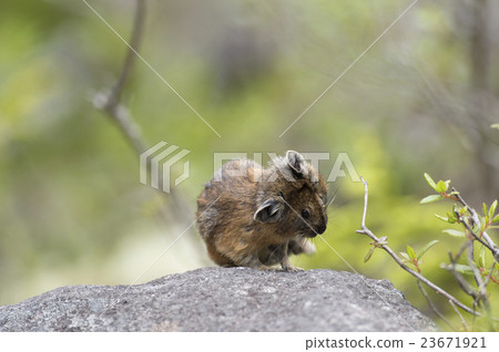 Ezo naughty rabbit 23671921