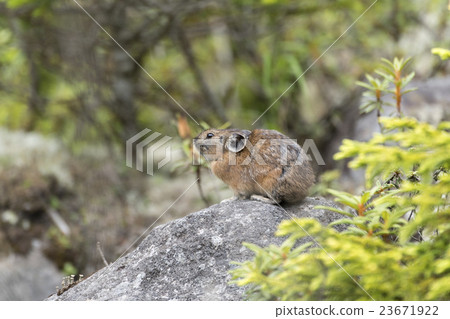 Ezo naughty rabbit Ezo naughty rabbit 23671922