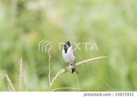 Ohjulin Ohjulin 23671932