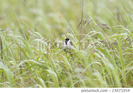 Ohjulin Ohjulin 23671934