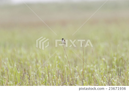 Ohjulin Ohjulin 23671936