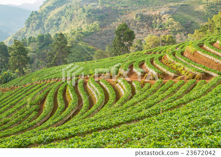 Strawberry garden at Doi Ang Khang , Chiang Mai, Strawberry garden at Doi Ang Khang , Chiang Mai, 23672042