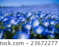 Hitachi beach park 23672277