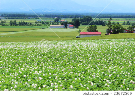 Potato flower bloom Tokachi plain 23672569