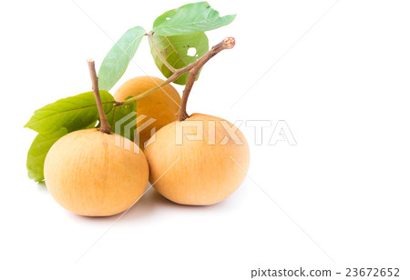 fresh santol fruit 23672652