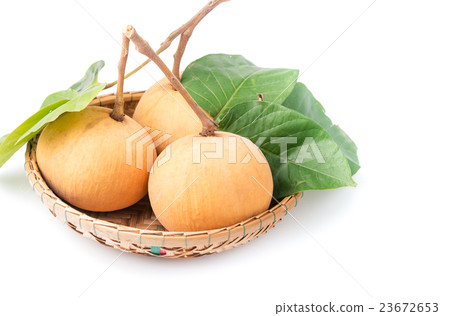 fresh santol fruit isolated 23672653