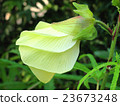 早上花秋葵 23673248