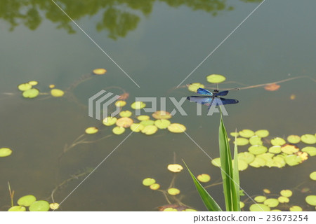 蝴蝶蜻蜓 23673254
