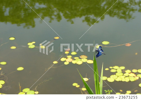 蝴蝶蜻蜓 蝴蝶蜻蜓 23673255