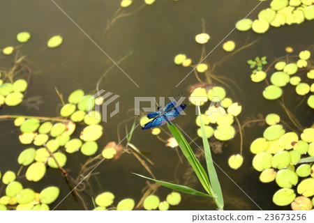 蝴蝶蜻蜓 23673256