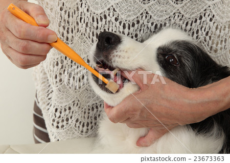 Dog's toothpaste · Oral care · Left facing 23673363