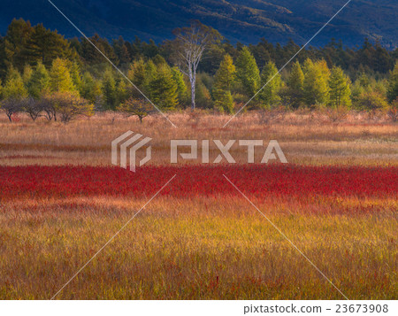 Grass foliage of Odashiroagahara 23673908