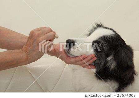 Waiting for dog / candy, facing left Waiting for dog / candy, facing left 23674002