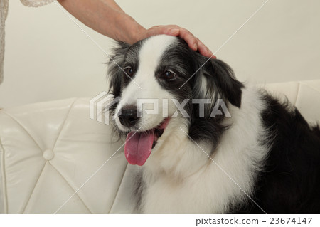 A dog whose head is patted · left facing A dog whose head is patted · left facing 23674147