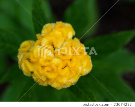 Yellow cockscomb 23674252