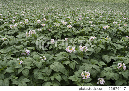 土豆花開花的領域 土豆花開花的領域 23674447